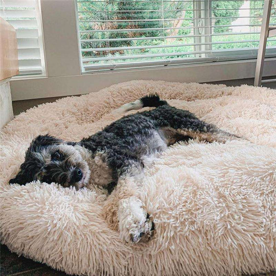 Beruhigendes Hundebett