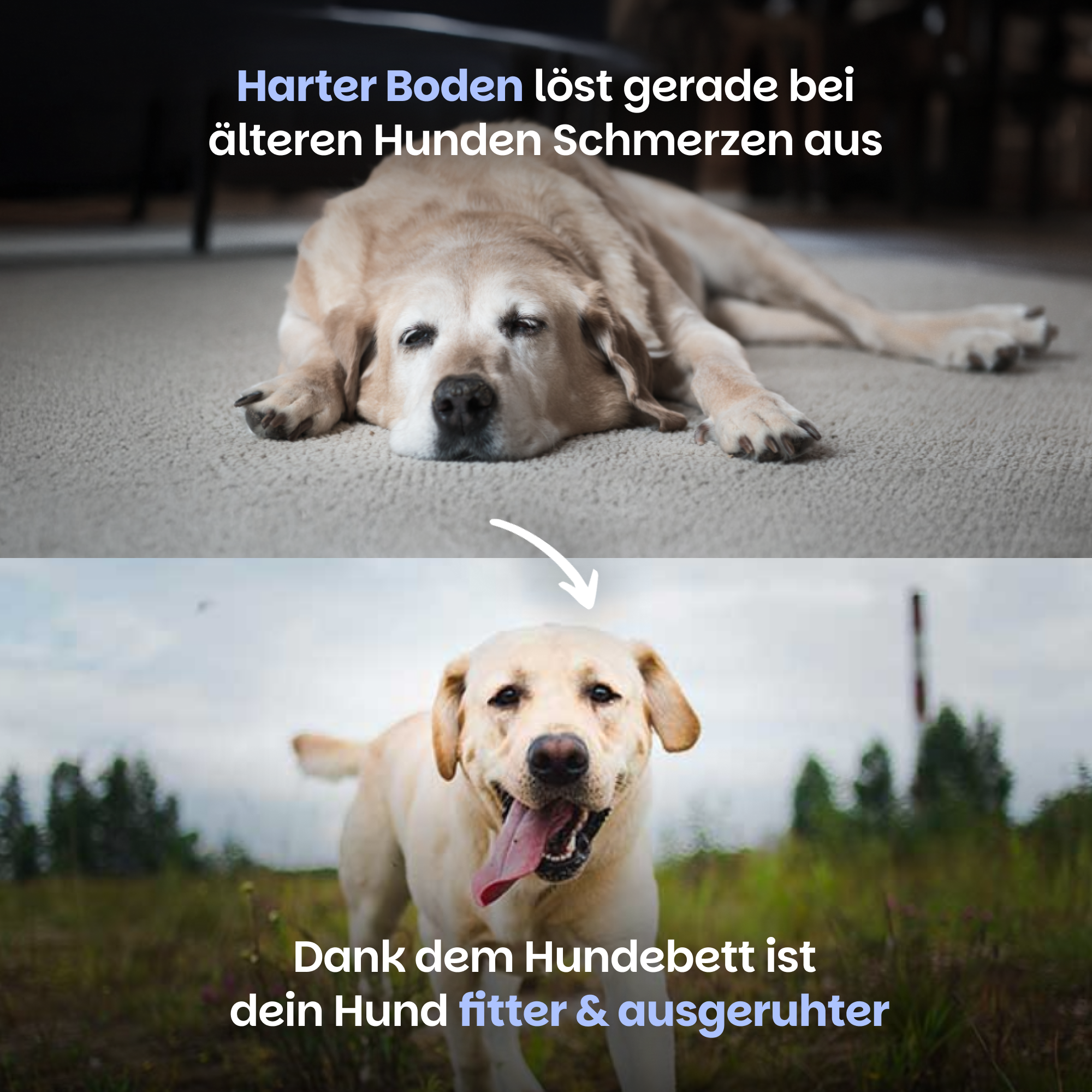 Beruhigendes Hundebett